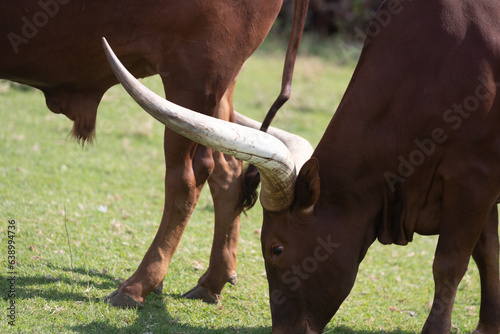 Serenity on the Pasture: Sanga Cattle Grazing photo