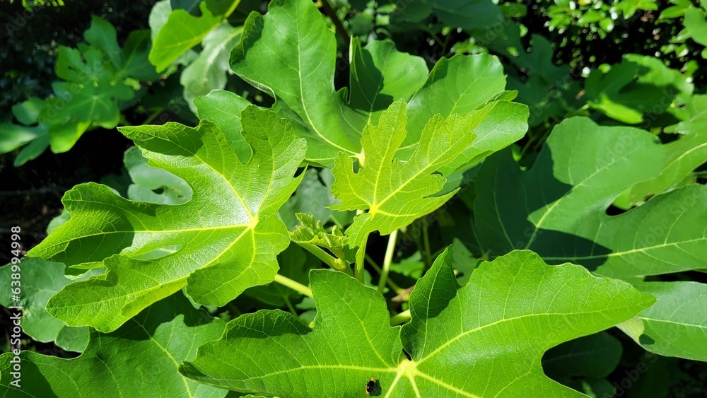 fig tree, fig leaf, Leaf fig tree, fig leaf, Leaf