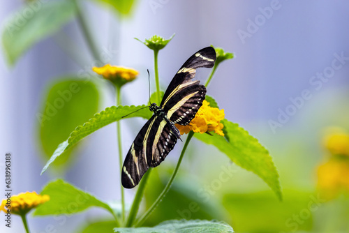 Photography Zebra longwing butterfly or Zebra heliconian or Heliconius charithonia with striped wings of black and pale yellow on yellow flower plant