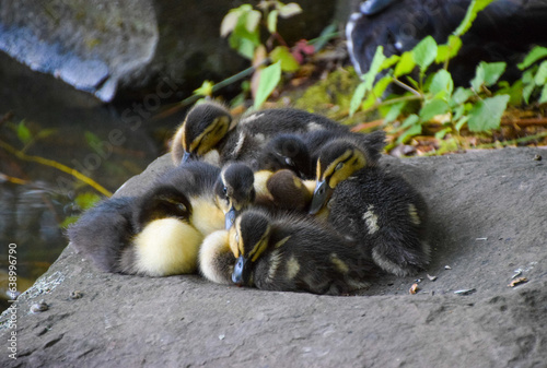 Cure newborn ducklings snuggle with each other as they take a nap photo