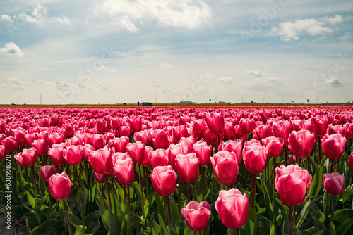 Zoom out overview of dutch tulip fields pink