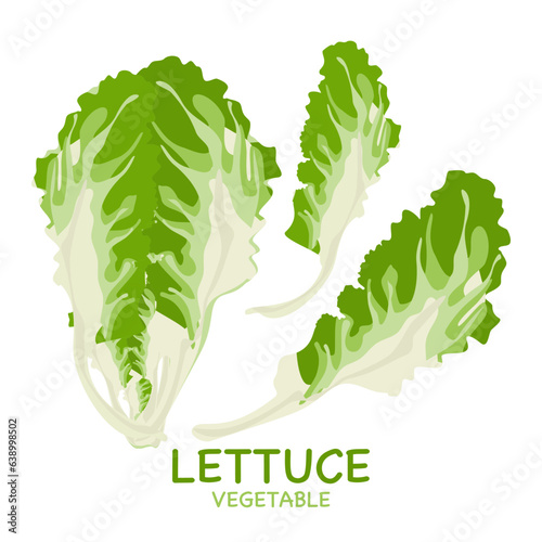 Lettuce vector illustration, easy to edit, white background.
