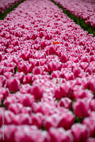 Pink Tulips in blossom zoom, dutch tulips
