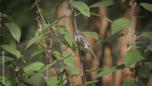 Tufted Tit-Tyrant. Small tufted bird perched on a vertical plant flies off.