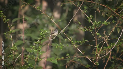 Tufted Tit-Tyrant. Small tufted bird perched on a branch surrounded by bushes.