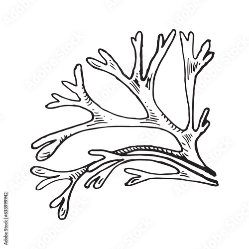 Sea plant ink hand drawn illustration isolated on white background. Codium single, helpful seaweed black white line vector. Design element for package, label, wrapping, marine collection