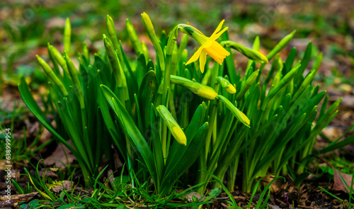 Photography Early spring flowers blooming in Marly Park Dublin