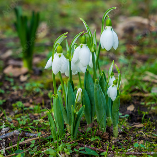 Early spring flowers blooming in Marly Park Dublin photo