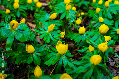 Photography Early spring flowers blooming in Marly Park Dublin