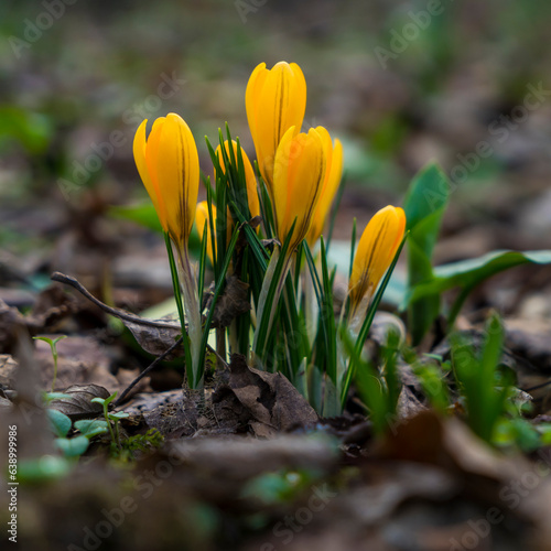 Crocus flowers blooming in early spring close-up