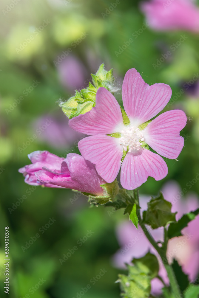 Big pink and red delicate flowers of mallow in bloom with green leaves and buds closeup, summer flowers background, Big pink and red delicate flowers of mallow in bloom with green leaves and buds closeup, summer flowers background,