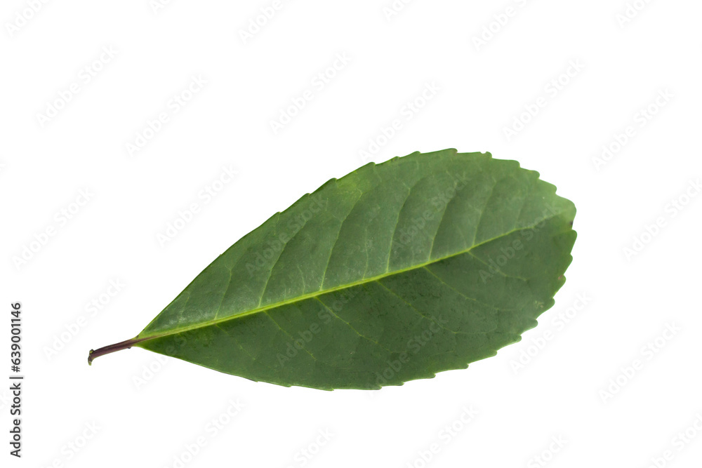 Obraz premium Folha de erva-mate do sul do Brasil.