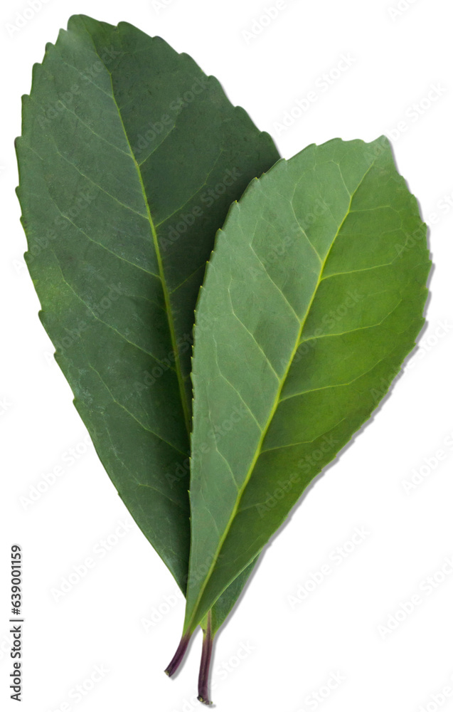 Obraz premium Folha de erva-mate do sul do Brasil.