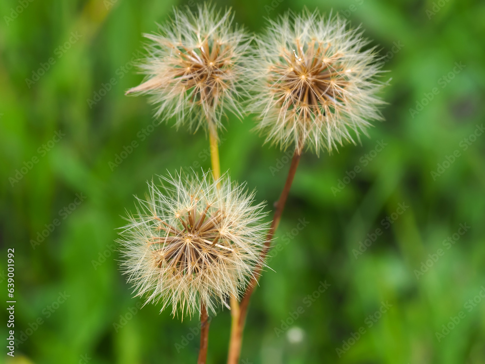 Taraxacum officinale, dandelion, ripe fruit, seeds of a flowering plant close-up on a blurred grass background Taraxacum officinale, dandelion, ripe fruit, seeds of a flowering plant close-up on a blurred grass background
