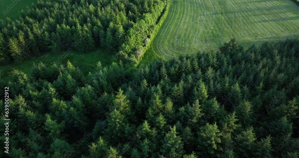 Green coniferous forest against the backdrop of windmill farms 4k Green coniferous forest against the backdrop of windmill farms 4k