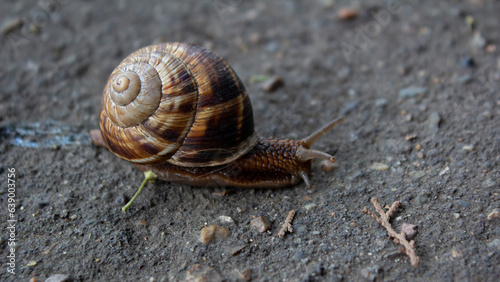 Brown snail carries her shell on her back close up on gray asphalt. Concept of unity with oneself, introvert, loneliness, isolation in oneself, house, home, self isolation. Forest animal on pavement