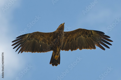 Lesser spotted eagle, Clanga pomarina