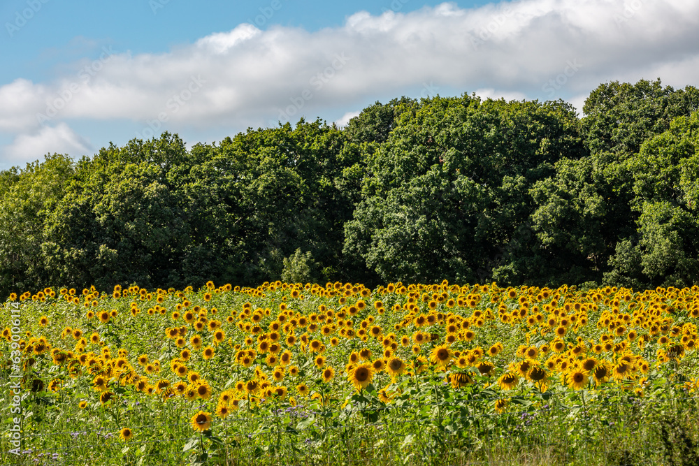 Obraz premium A field of vibrant sunflowers in Sussex, on a sunny summer's day