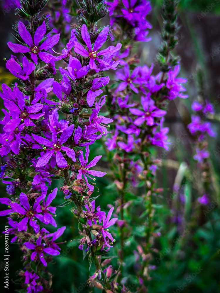 Fototapeta premium flowers in the garden