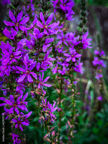 flowers in the garden