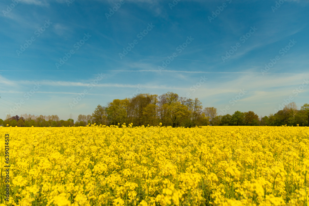 Yellow poppy field blossom autumn and summer