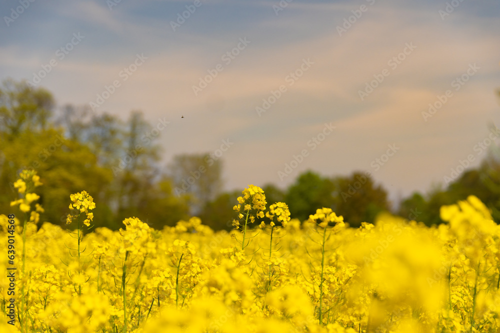 Yellow poppy field blossom autumn and summer Yellow poppy field blossom autumn and summer