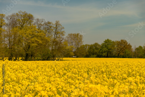 Yellow poppy field blossom  © Dorus