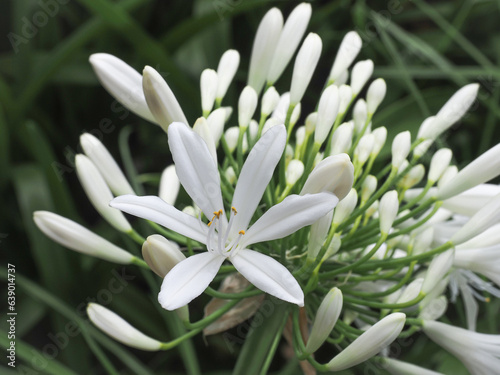фотографія Agapanthus Africanus Albus, white lily flower, close up