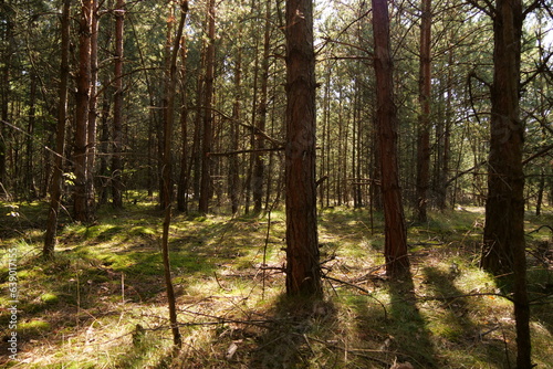 pine forest on a sunny day © taraskobryn