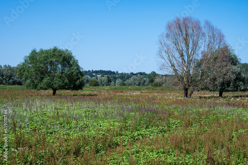 Colorful heather over blue sky around Arnhem, the Netherlands photo