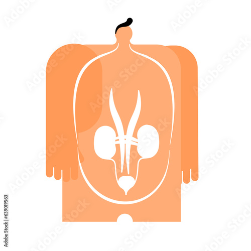Illustration of the Kidney and Urinary bladder system.