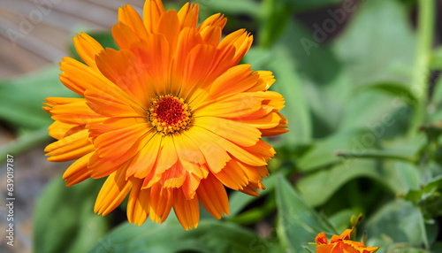 orange and flower