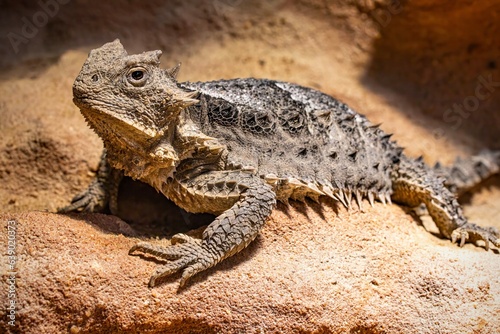 Phrynosoma asio  the giant horned lizard is reminiscent of a small dinosaur with its original appearance  lizard on the stone