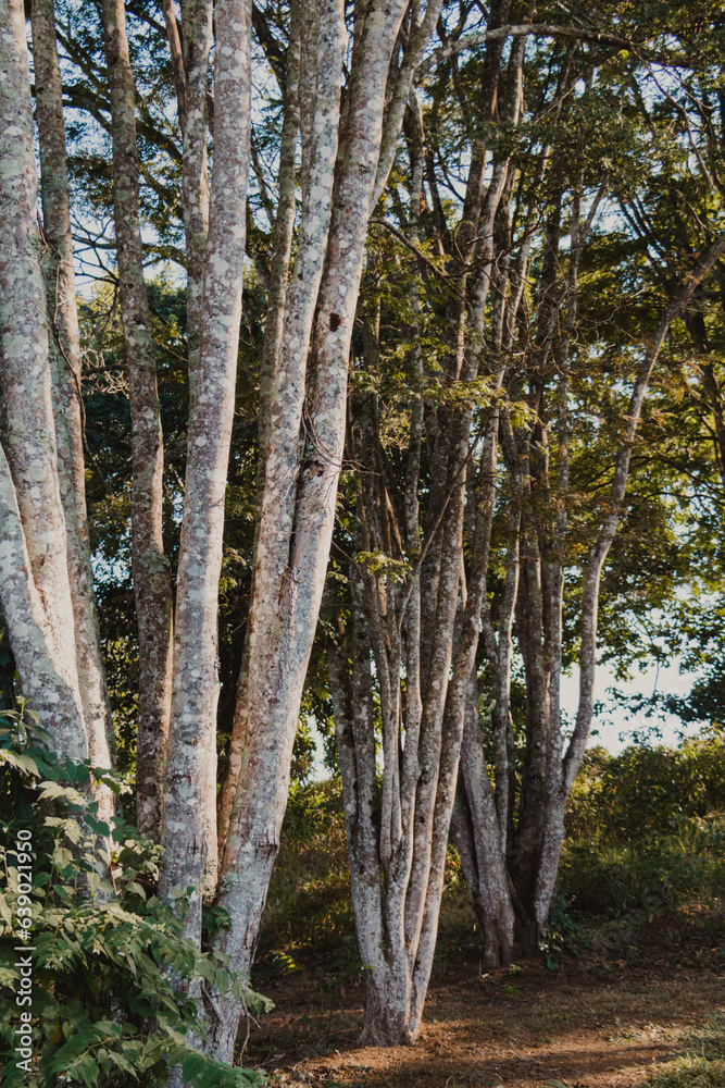 trees lined up in the forest trees lined up in the forest