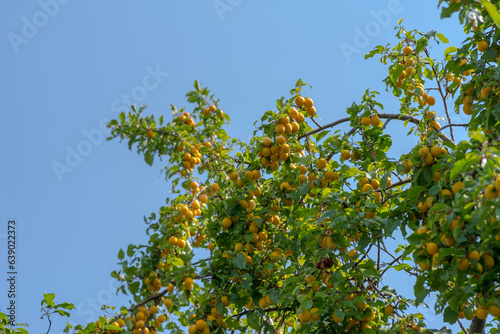 Żółte śliwki - mirabelki w wielkiej obfitości rosną na drzewie na tle nieba .