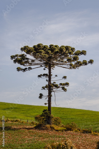 árvore araucária na cidade de Poços de Caldas, Estado de Minas Gerais, Brasil