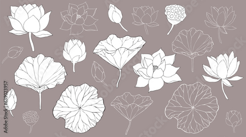 Set of vector hand drawn lotus leaves, flowers ans buds black line art illustration. Outline floral drawing for for logo, tattoo, packaging design, compositions. Water Lily botanical vector design.