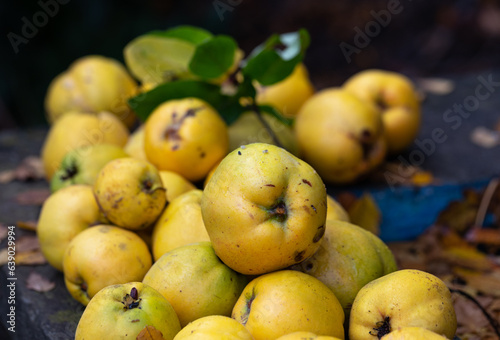ripe yellow ecological fragrant quince