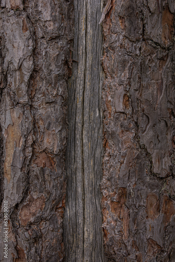 Fototapeta premium texture