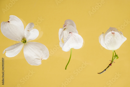 White flowers of flowering dogwood Cornus florida on a bright yellow background. Flat lay photo