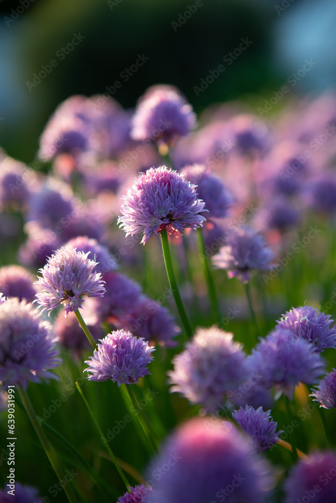 Lush Purple chives flowers in the garden. Wild Chives flower or Flowering Onion Lush Purple chives flowers in the garden. Wild Chives flower or Flowering Onion