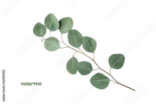 Natural silver dollar eucalyptus branch isolated on white background