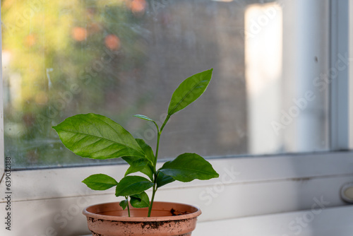 Lemon tree seedling  on a window seal