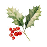 Holly leaves and berry watercolour illustration. clipart for design. Christmas elements. isolated on transparent background. Generative ai
