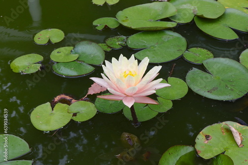 Pink Lotus Flower in Pond Water  Lily Pads
