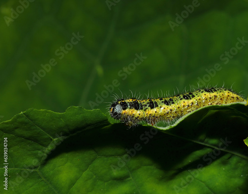 caterpillar on a leaf © Hans