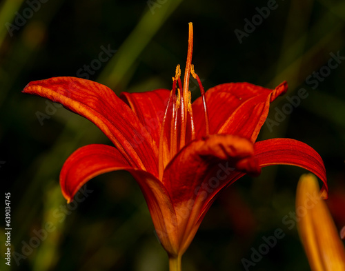orange tiger lily