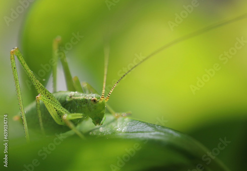grasshopper on the grass