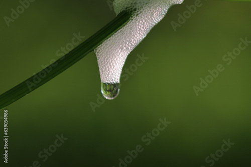 dew on a leaf