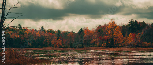 autumn forest © Sam